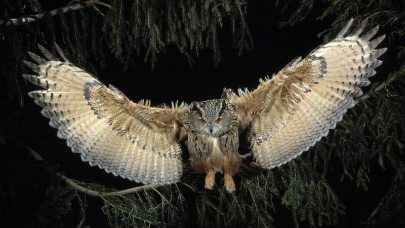 the-great-horned-owl-on-the-hunt-standard.jpg