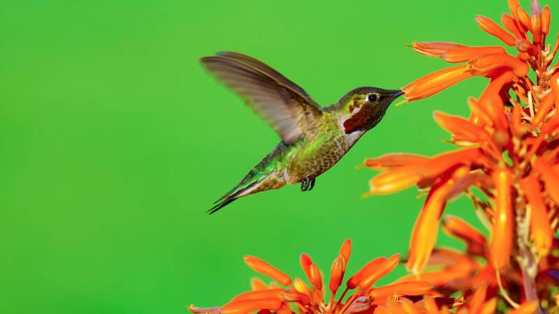the_hungry_hummingbird-spring_bird_photo_wallpaper_1920x1080-standard.jpg