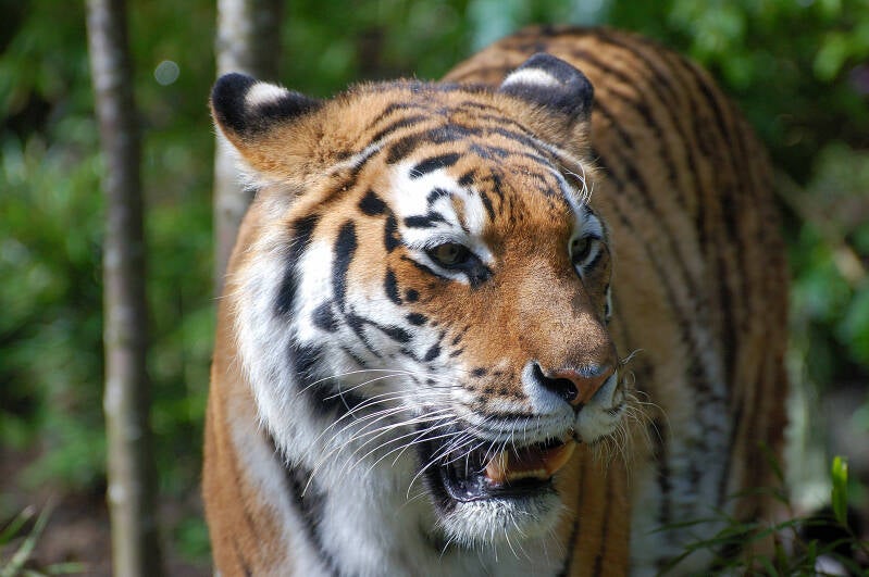 tiger-zoologiede0001_22.jpg