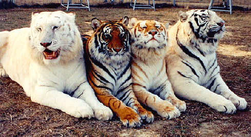 tigre-golden-tabyy-snow.gif