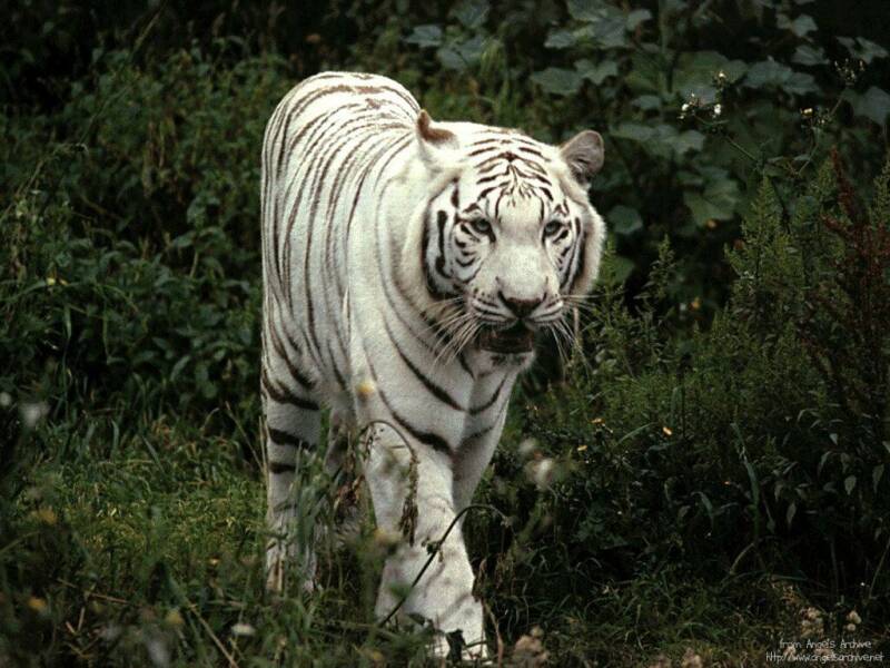 tigre01-standard.jpg