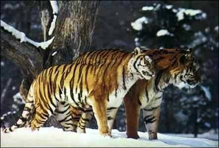 tigre_couple-standard.jpg