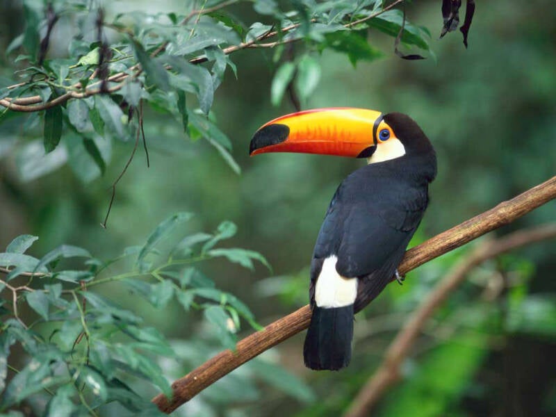 toco-toucan-standard.jpg