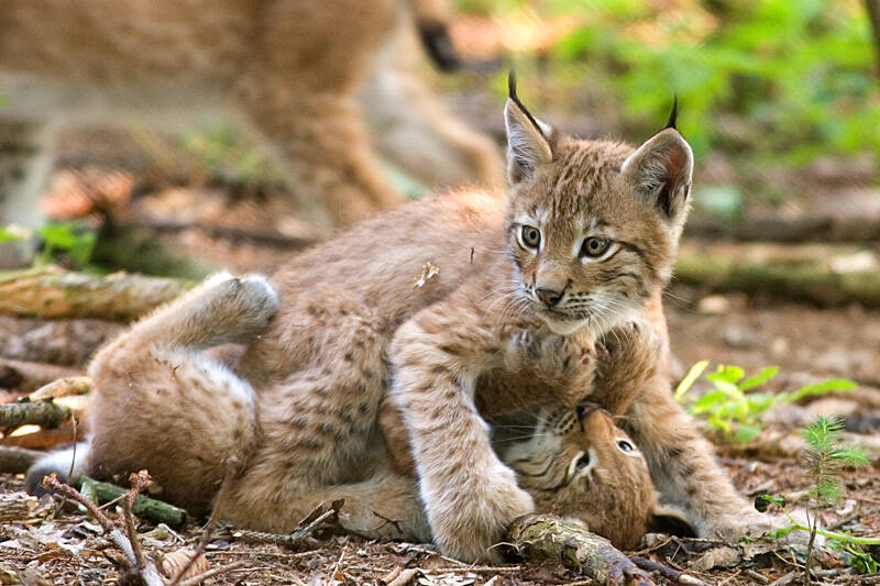 two_lynxes_playing-standard.jpg