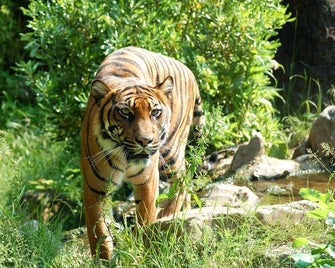sumatraanse_tijger.jpg