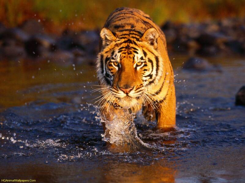 wallpaper-tigre-bengal-standard.jpg