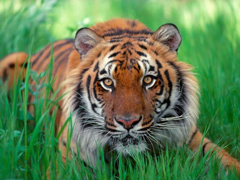 wallpaper-tigre-deitado-5785.jpg