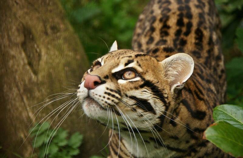 wild-cat-the-ocelot-teeth-standard.jpg