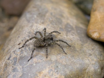 wolfsspinne_arctosa_maculata_weibchen_mangfalltal-002-standard.jpg