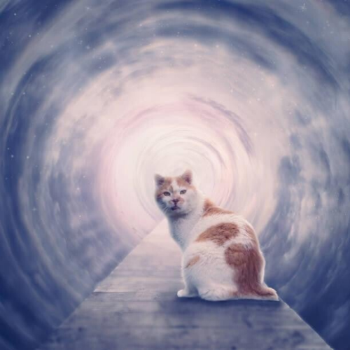Katze mit weißem und braunem Fell sitzt auf einem Steg vor einem spiralförmigen, nebeligen Tunnel, im Kontext mit MediumSciences - Istitut.