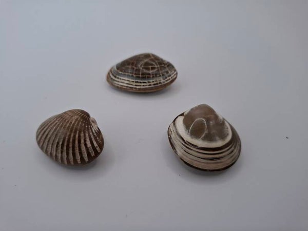 Fossiele schelpen