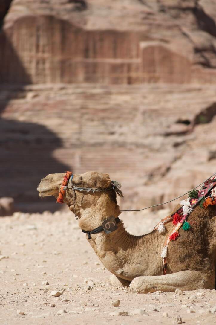 2021-jordanie083-standard.jpg