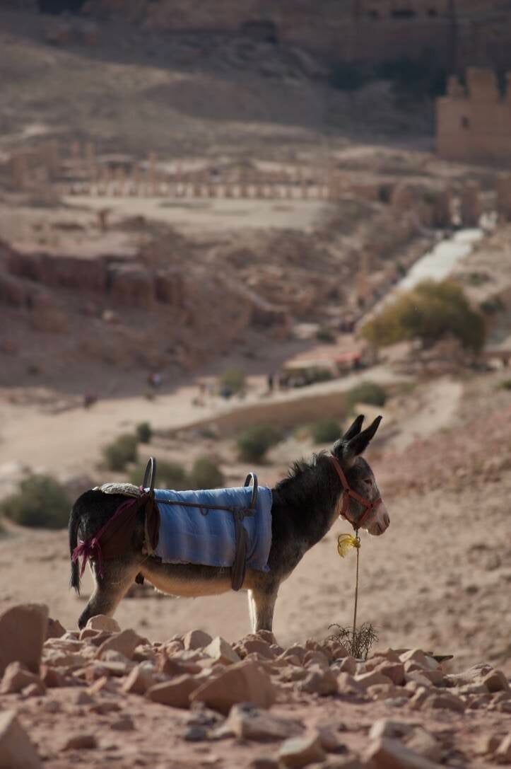 2021-jordanie126-standard.jpg