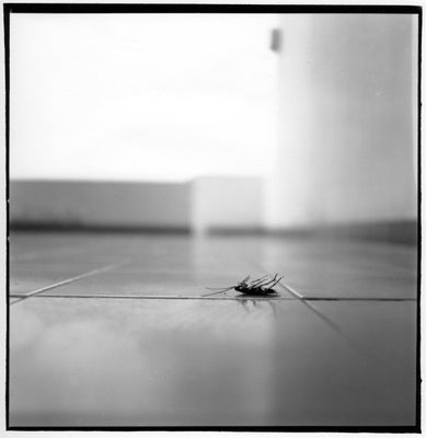 lanza-001-standard.jpg