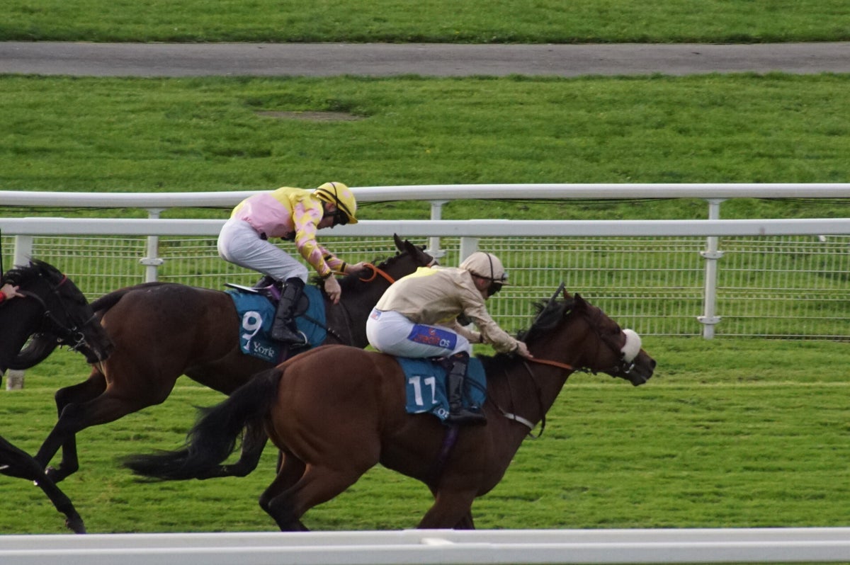 York Races, October 2023 / York Races 2023 / 2023 Galleries / Archive ...