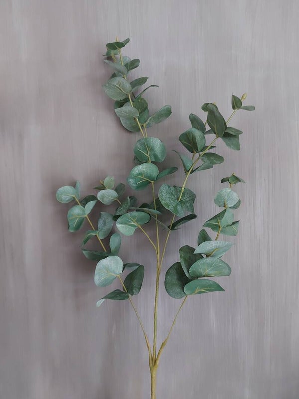 Eucalyptus groen