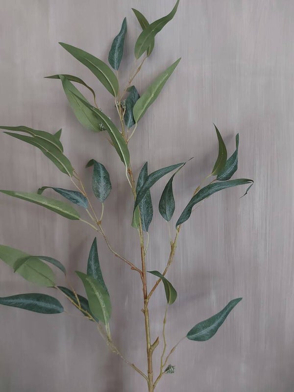 Eucalyptus branch w pods