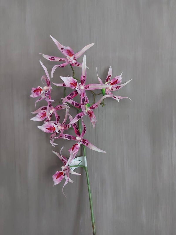 Orchidee 9 bloemen