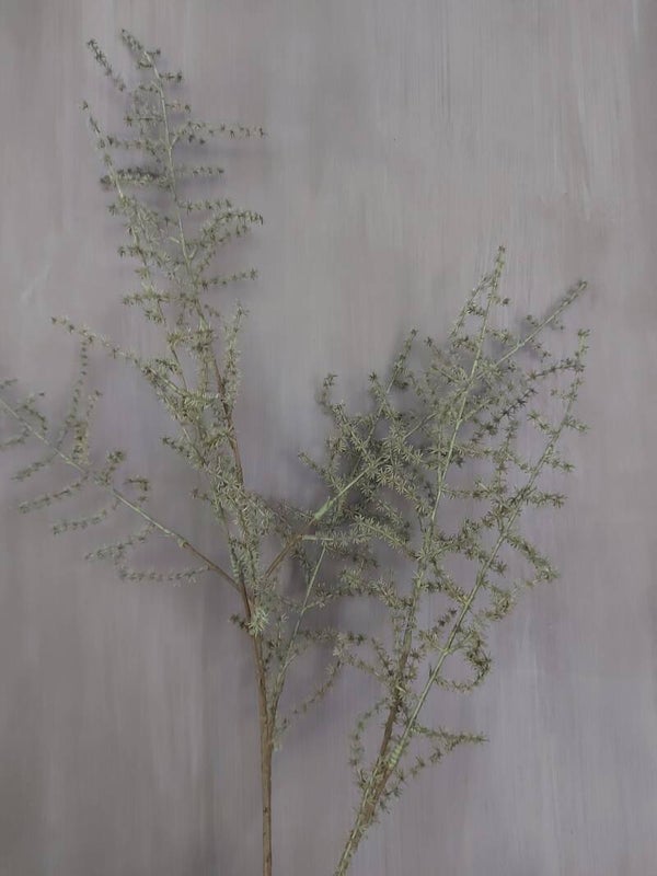 Asparagus tak