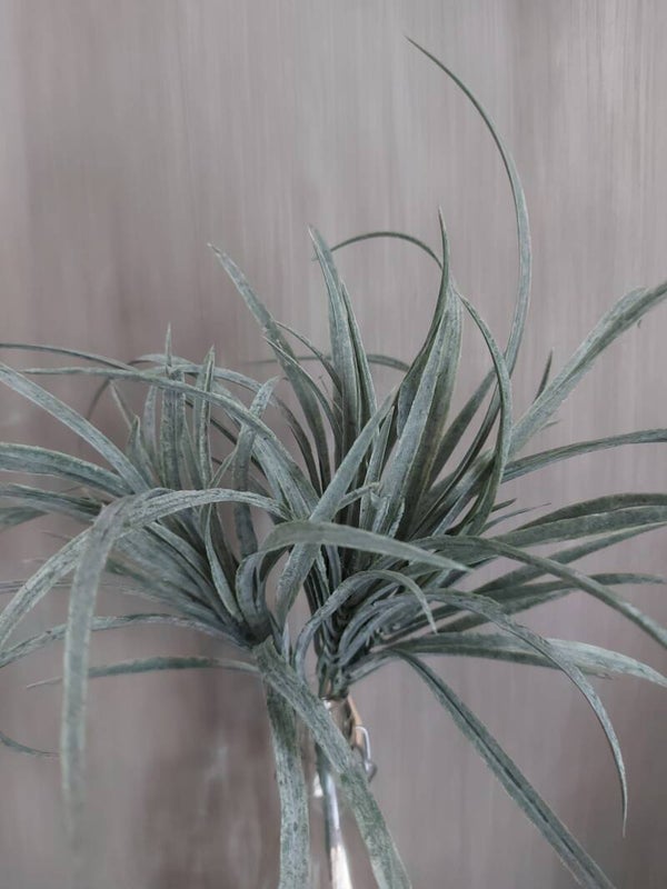 Siergras 40cm