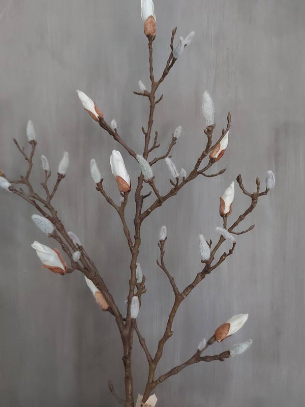 Magnolia tak 34 knoppen