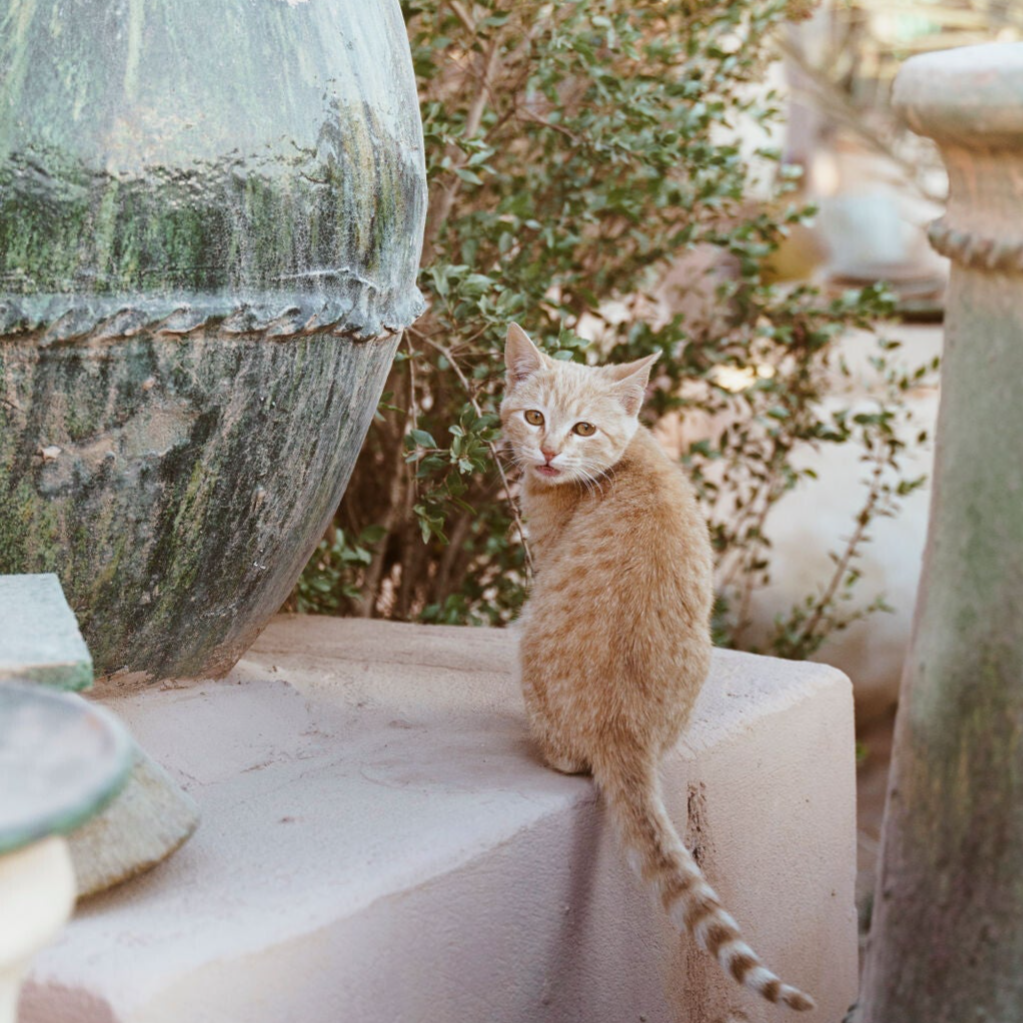 Luxury 6-Day Morocco Coast Tour from Agadir | Exclusive Private Adventure