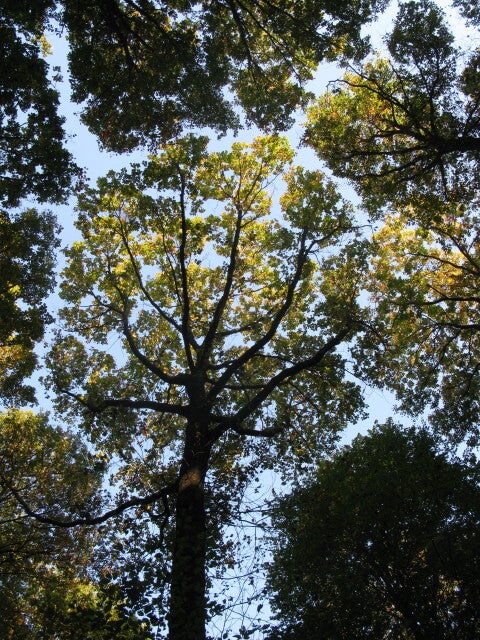 Immersion dans la forêt de Cîteaux - ©Brigitte Mesnier / ONF