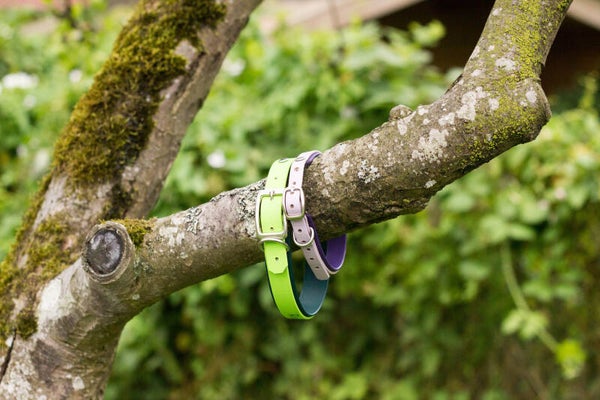 Dornschnallenhalsband