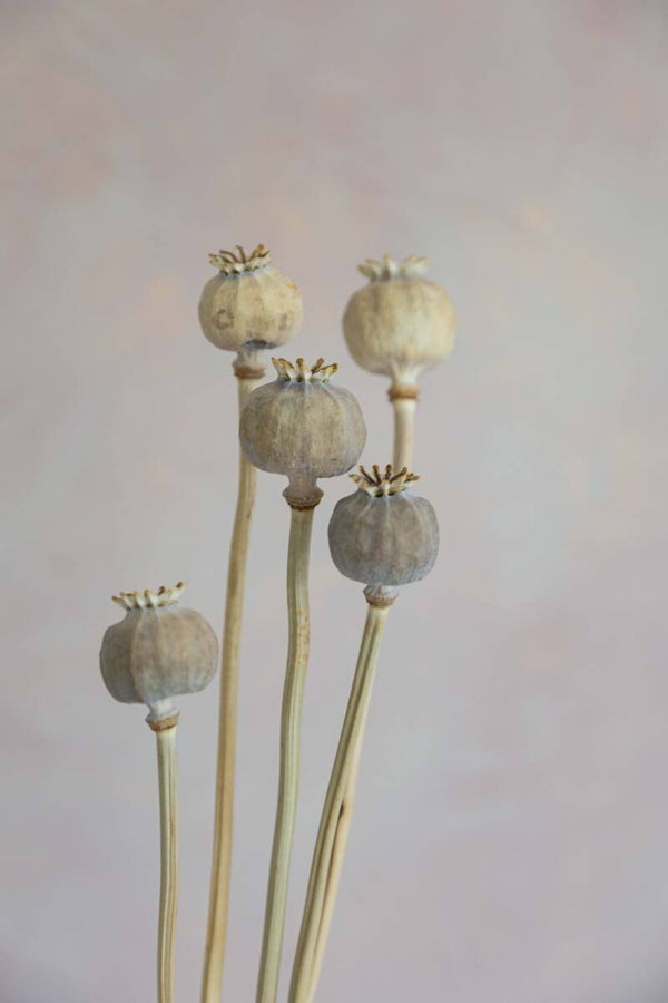 Breadseed Poppy Heads