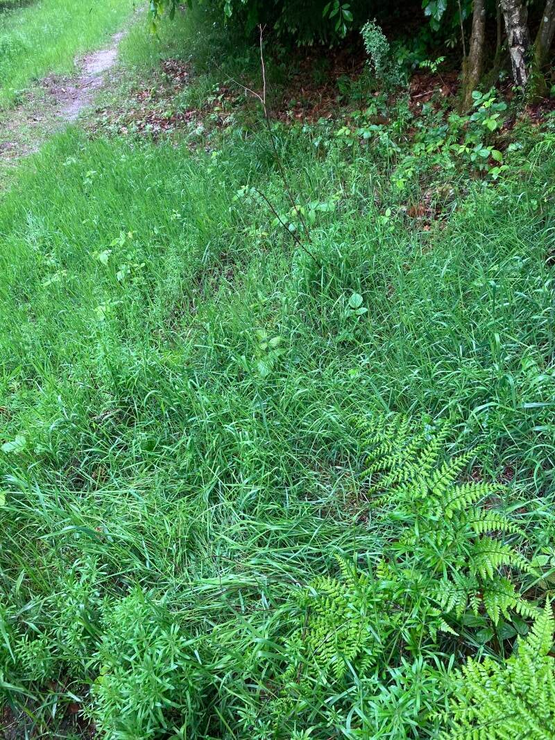 Blauwachtige gloed 