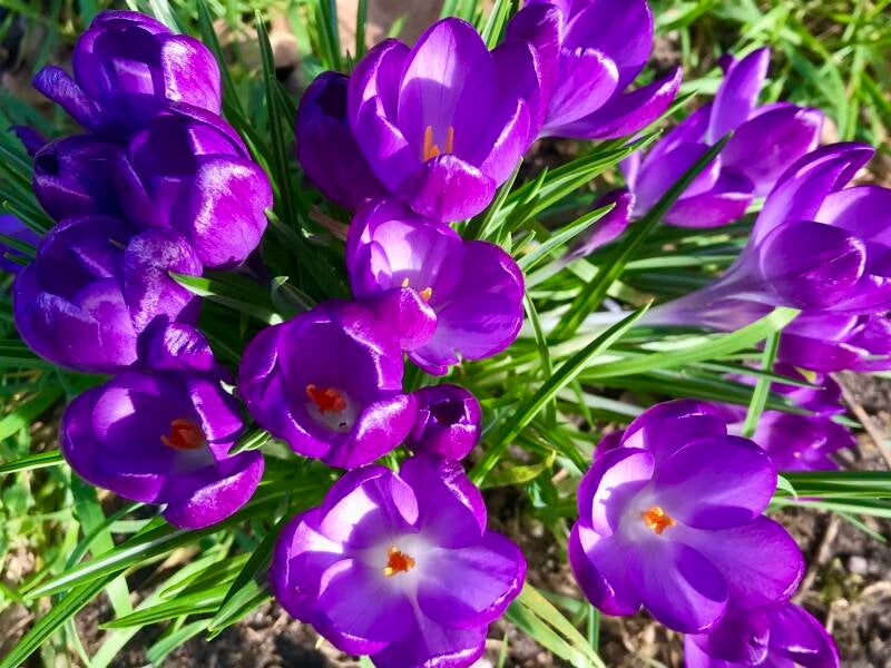 Bloeiende Krokussen