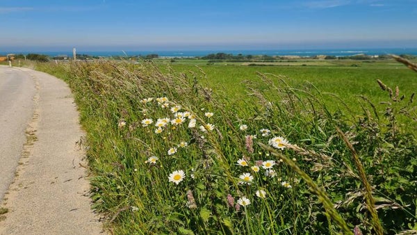landschap