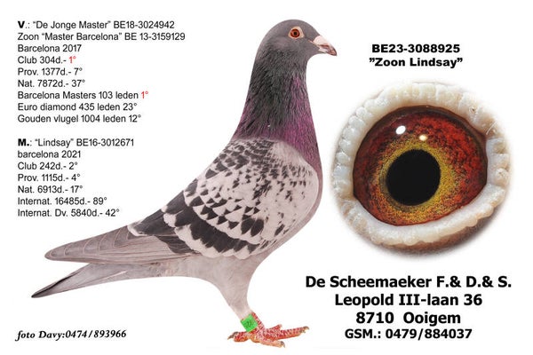 PROMO !! JONG MASTER * BE23-88925