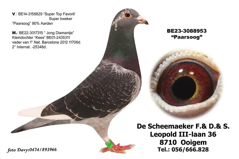 Paarsoog BE23-3088953