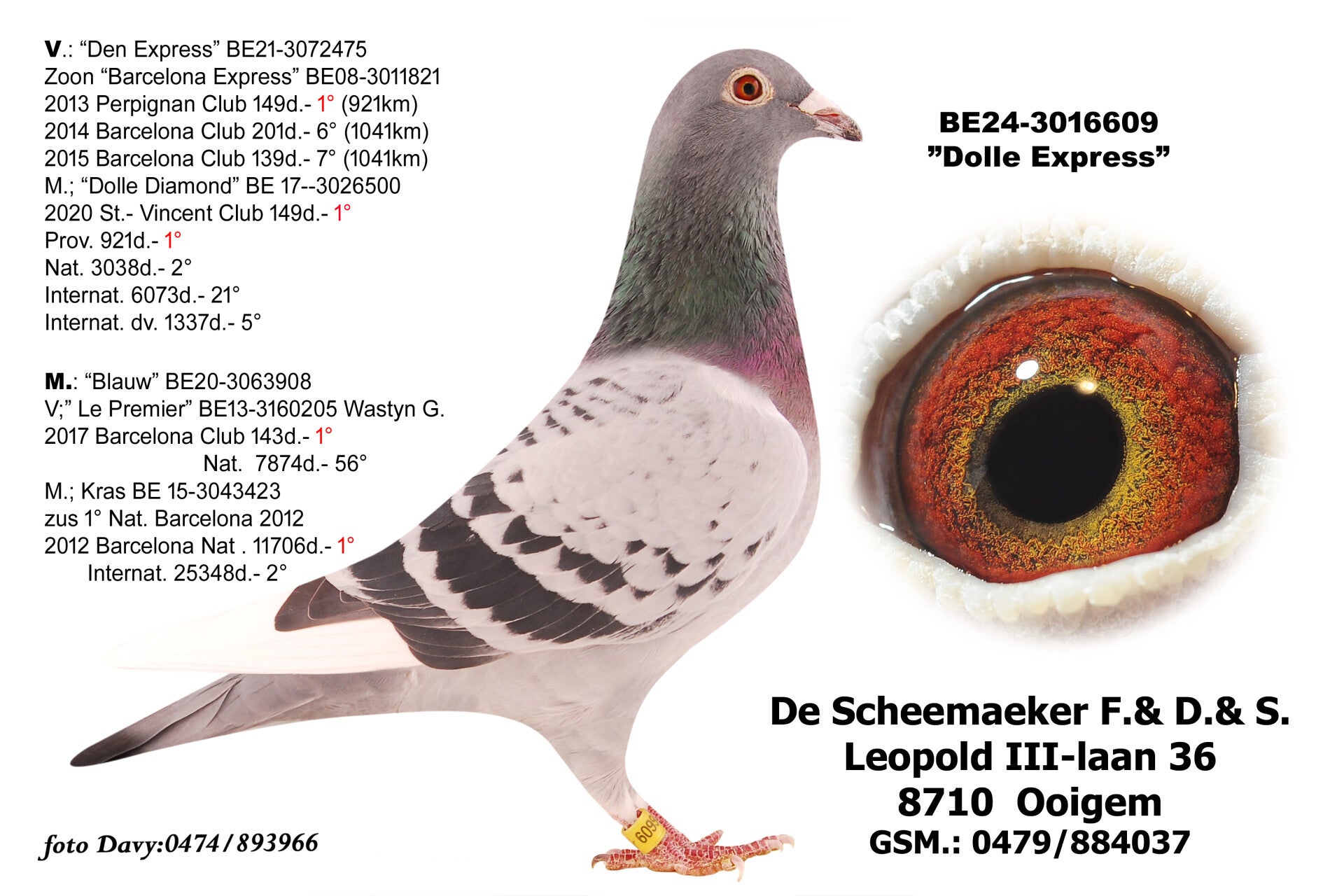 PROMO !! DOLLE EXPRESS * BE24-3016609