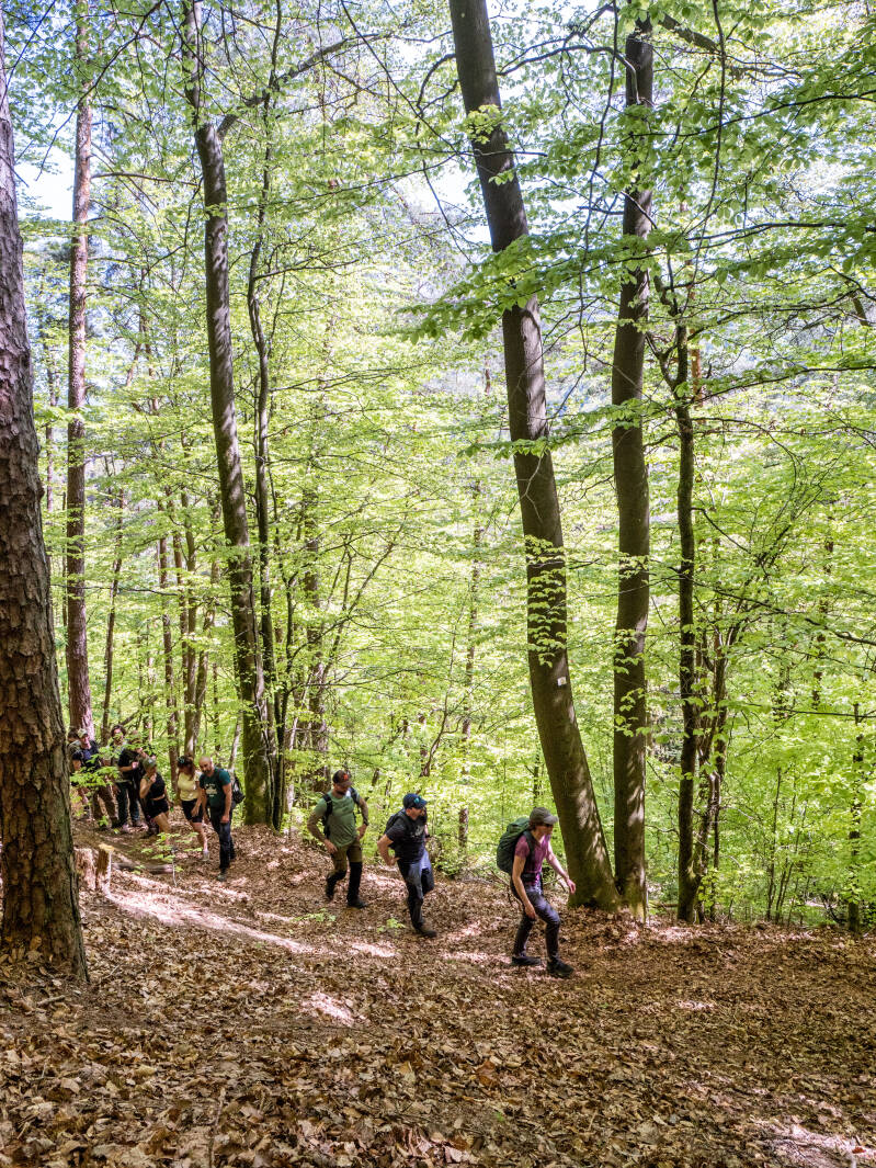 randonnée guidée dans les Vosges du Nord