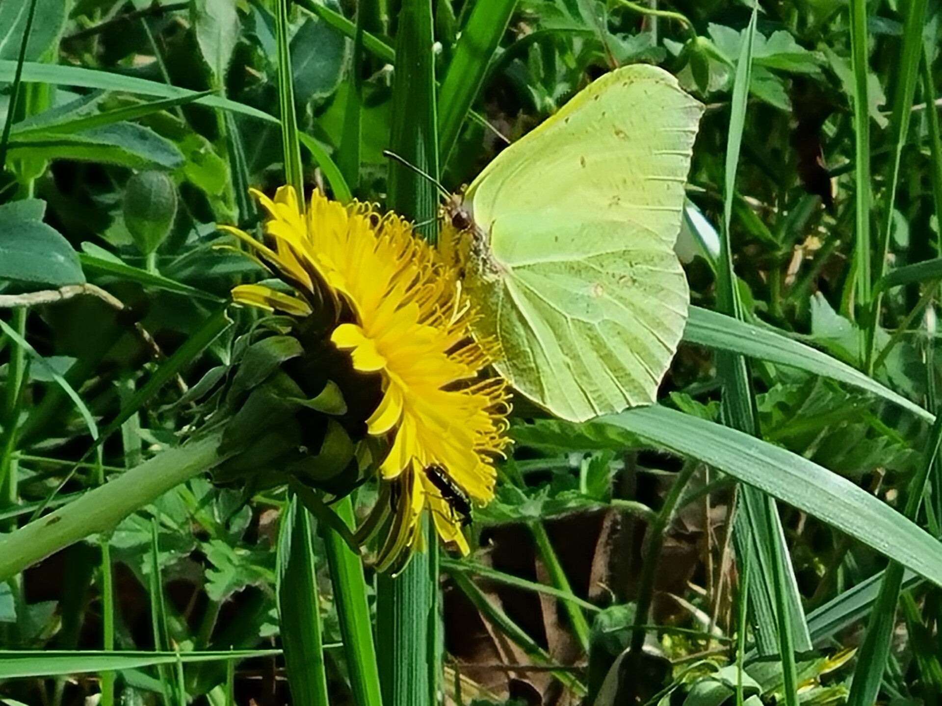 randonneurs en montagne