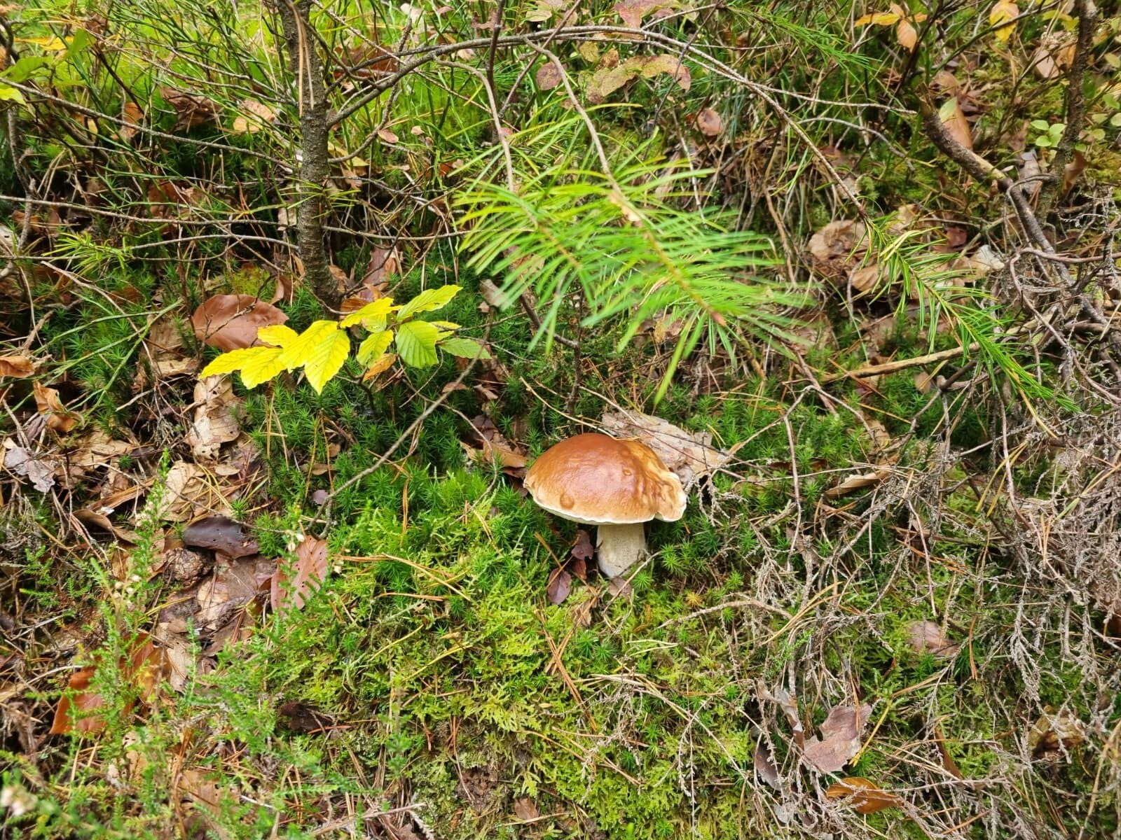 champignon en forêt