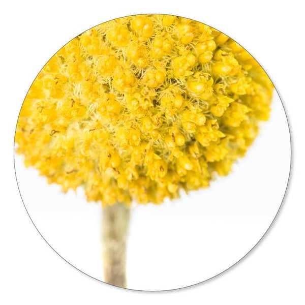 Muurcirkel Craspedia 30 cm