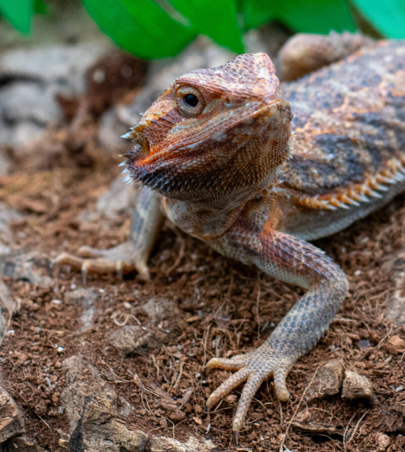 dsc_0942.jpg