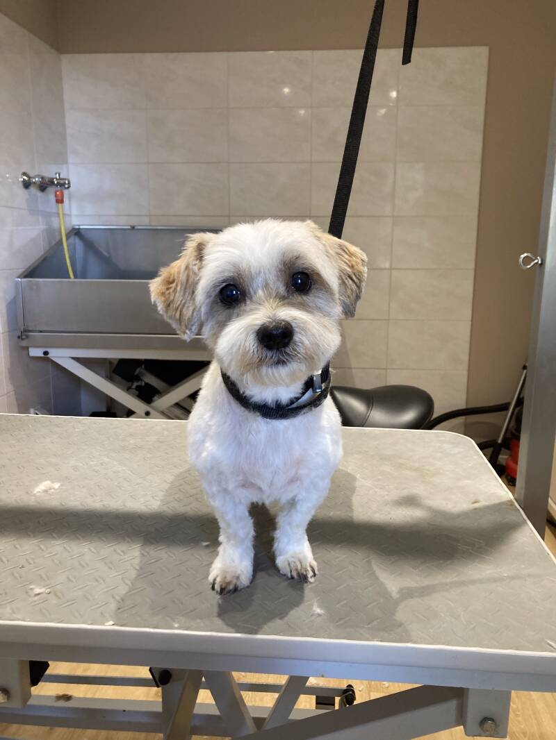 Boomer Trimsalon de Falckhoeve Giethoorn 