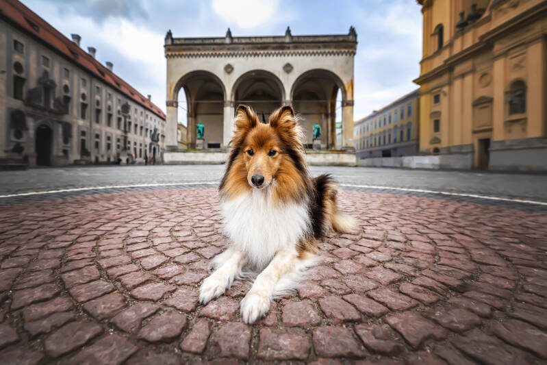 sheltie_1.jpg