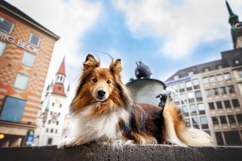 sheltie_3.jpg