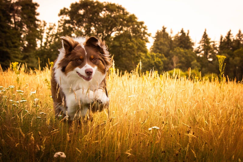honden-fotografie-schoon-stondeke-fotografie-murphy-actie-warm-3-standard-sig5f4.jpg