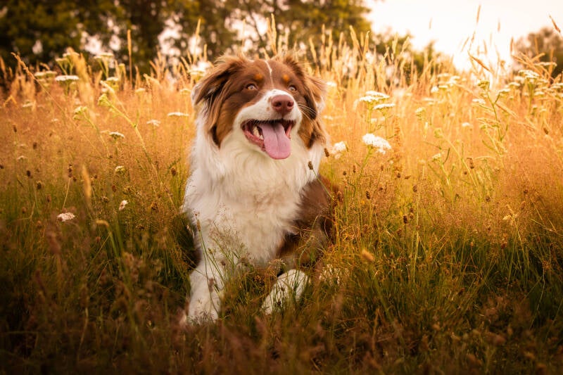 honden-fotografie-schoon-stondeke-fotografie-murphy-warm-2-standard-assyvd.jpg