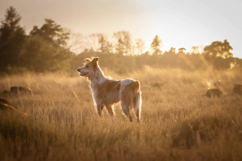 Schoon stondeke fotografie, helmond, buiten locatie in heide, honden fotografie golden hour 2