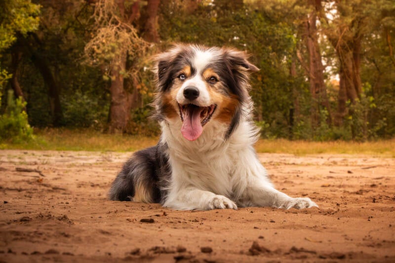 Schoon stondeke fotografie, helmond, buiten locatie in heide, honden fotografie, bordercolli