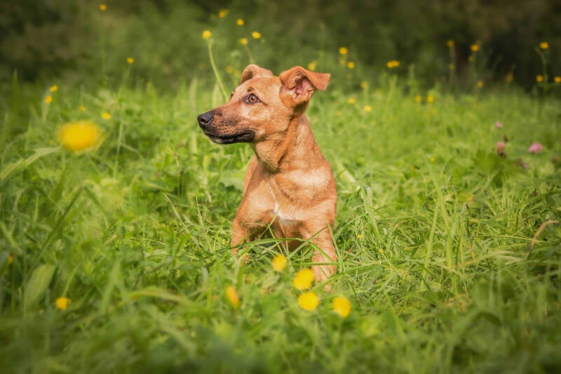 schoon stondeke fotografie rescue puppys 1