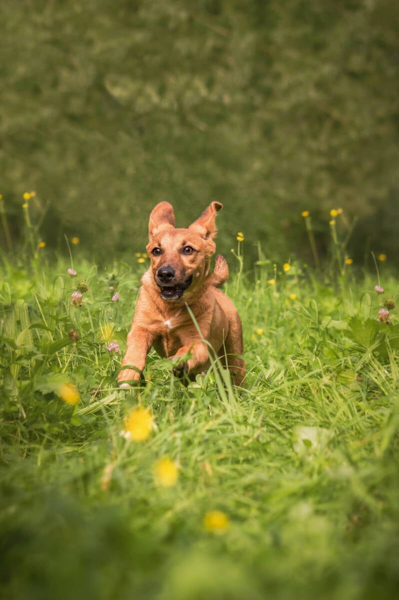 schoon stondeke fotografie rescue puppys 2