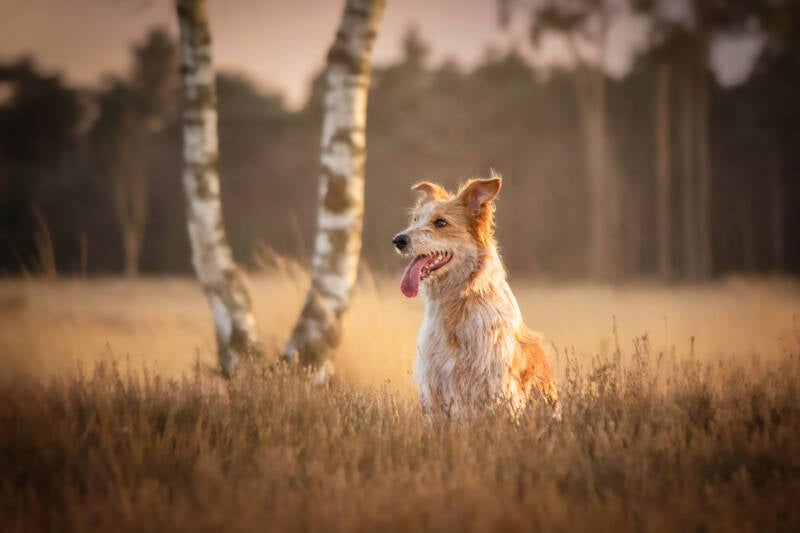 Schoon stondeke fotografie, helmond, buiten locatie in heide, honden fotografie golden hour